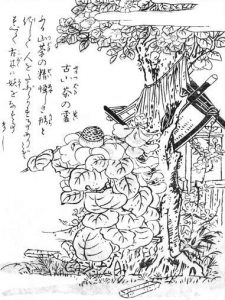 古椿の霊の姿を描いた図