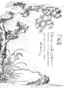 人面樹の姿を描いた図