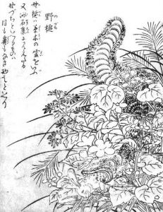 野槌の姿を描いた図