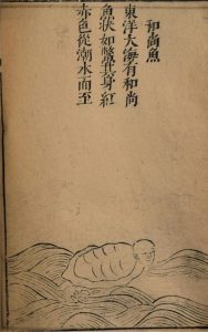 和尚魚の姿を描いた図